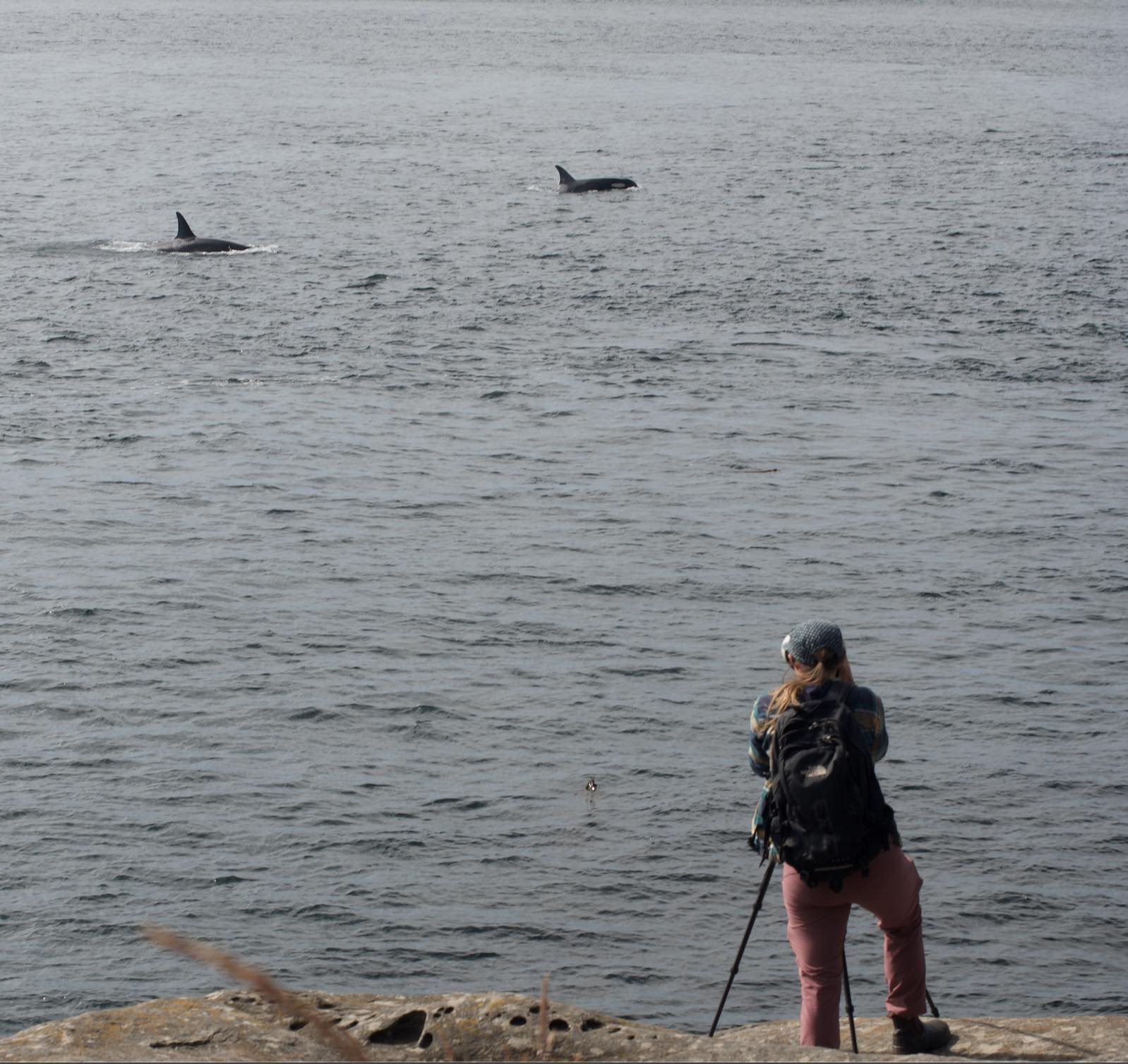 2020 MSc student Lucy Quayle. Photo taken from Saturna Island by Derek Peterson